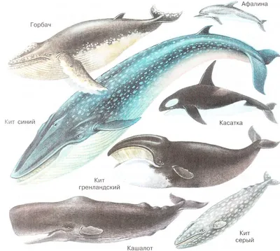 Энциклопедия \"Животные России\". Серый кит