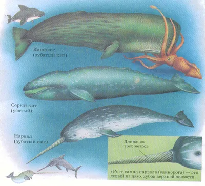 Все о китах.
