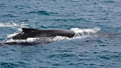 В Охотском море обнаружен новый вид китов | Новости Приднестровья