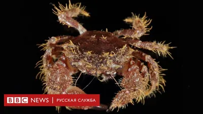 Крабы и раки - чем отличаются друг от друга