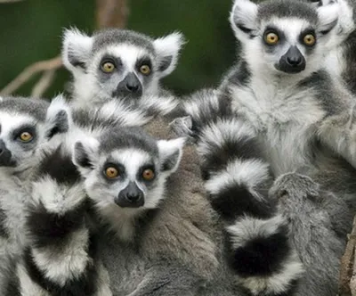 На Мадагаскаре ученые открыли новый вид лемуров - ФОКУС
