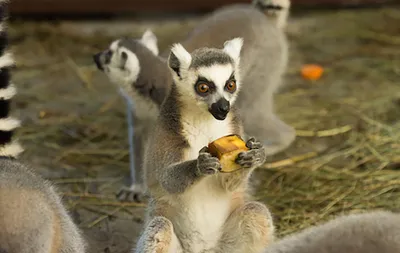 Лемуры на Мадагаскаре оказались на грани вымирания