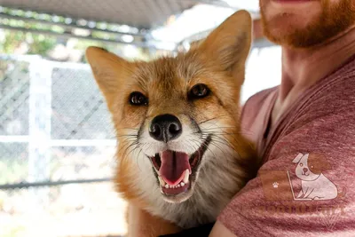 Название: Мистический лисёнок🦊☘️ …» — создано в Шедевруме