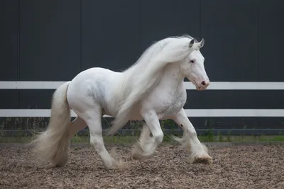 Beautiful horses