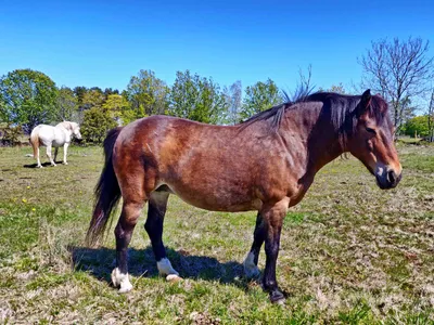 ТОП-30 самых красивых лошадей в мире | My horse story | Дзен