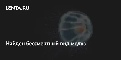 Опасные медузы - самые интересные факты об этих животных | Стайлер