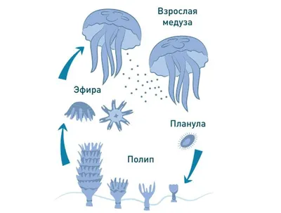 Какие бывают медузы в Чёрном море