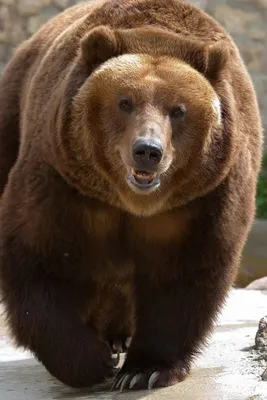 8 самых странных видов медведей