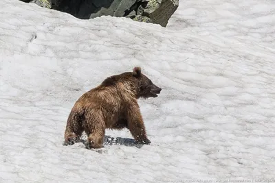 Виды самых больших медведей в мире. ФОТО