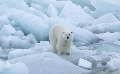 Гималайский медведь (Ursus thibetanus) — Зоопарк «Лимпопо» г. Нижний  Новгород – Нижегородский зоопарк