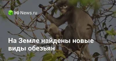 Мартышки-гусары — самые злые обезьяны