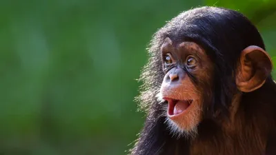 Необычные обезьяны мира | Сами с усами | Дзен