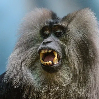 В джунглях обнаружили новый вид обезьян (ФОТО): читать на Golos.ua