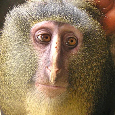 Cercopithecus lomamiensis – новый вид приматов