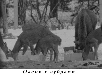 Amazon.com: Олени Азербайджана (Artiodactyla: Cervidae) (Russian Edition):  9783330008175: Кулиев, Суджаддин: Books