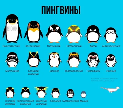 Виды пингвинов фото
