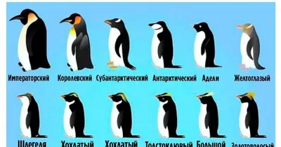 Все виды пингвинов в одной статье! Полюбуйтесь на этих уникальных птиц |  Восемь лап! | Дзен