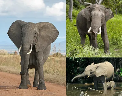 Виды слонов фотографии
