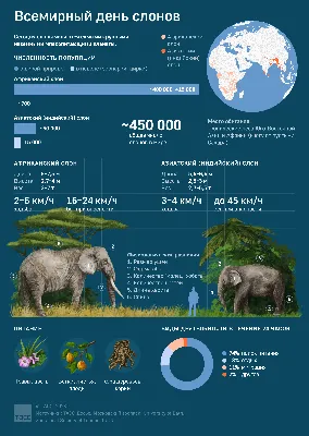 Всемирный день слона - Праздник
