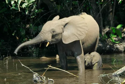 В честь всемирного дня слонов 🐘 хотим рассказать вам о том, почему эти  животные находятся в опасности.⠀ ⠀ На сегодняшний день в мире существует  два вида слонов: африканские 🐘 и азиатские 🐘.⠀