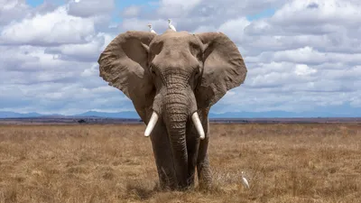 Слоны - животные полезные! (питомник Pinnawala Elephant Orphanage,  Шри-Ланка)