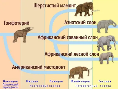 Такие разные: чем отличаются азиатские слоны от африканских