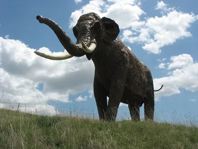 Африканские слоны слонов Loxodonta пола. Стоковое Изображение - изображение  насчитывающей питье, больш: 175653447