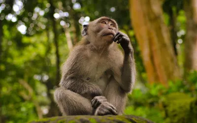 Оспа обезьян: симптомы, распространение, лечение | РБК Тренды
