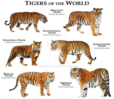 Виды тигров | Grote katten, Dieren mooi, Tijger