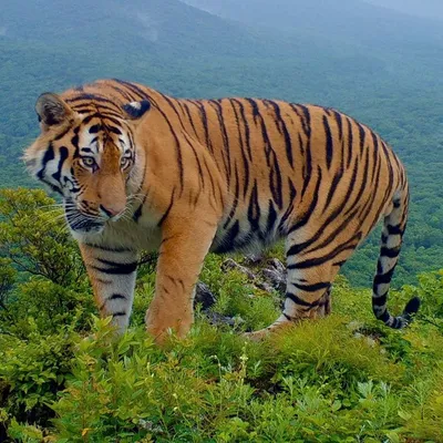 Его величество Тигр | 28.07.2023 | Наро-Фоминск - БезФормата