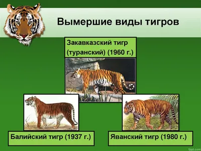 В России численность амурских тигров выросла за последние годы на 150 особей