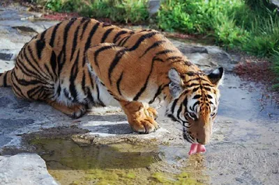 В Китае самка редкого вида тигров родила тройню - Минская правда