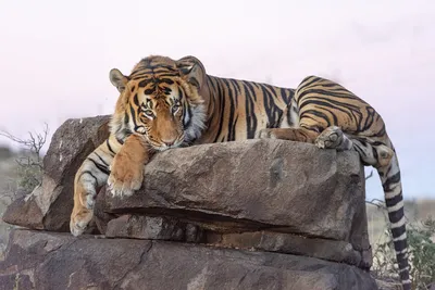 Вид Крупным Планом На Амурского Тигра — стоковые фотографии и другие  картинки Тигр - iStock