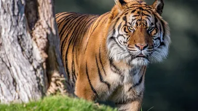 Золотые тигры | Пикабу