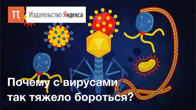 Вирусы: виды, устройство и способы заражения клетки - YouTube