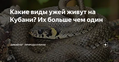 Какие виды ужей живут на Кубани? Их больше чем один | Дикий Юг - природа  Юга России | Дзен