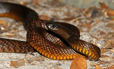 Шипящая красота: 10 самых красивых змей