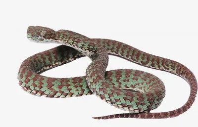 Топ-5 САМЫХ опасных видов змей на нашей планете | Любопытные Факты | Дзен