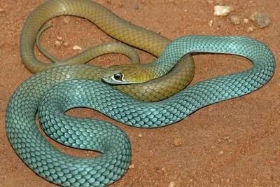 В Таиланде нашли новый вид змей «с ресницами». Они ядовитые и маленькие |  РБК Life