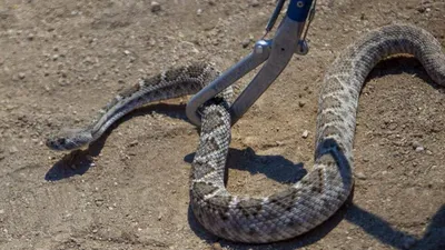 Новый вид змей назван в честь королевства железного века
