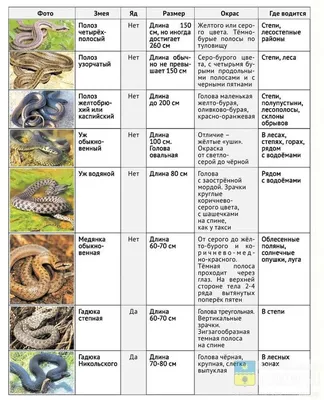 Виды змей, которые были открыты в 2016 году! | Пикабу