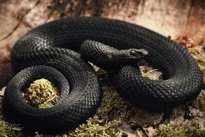 В квартире француза нашли 14 видов самых ядовитых змей