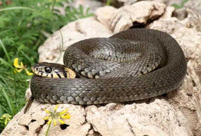 В Жигулёвском заповеднике показали 4 вида змей и краснокнижную степную дыбку