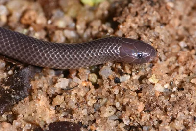 Виды змей, которые были открыты в 2016 году! | Пикабу
