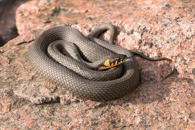 В Парагвае открыли новый вид змеи ⋆ НИА \"Экология\" ⋆