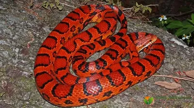 В Индии ученые случайно открыли новый вид змей благодаря фото в Instagram —  УНИАН