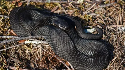В желудке змеи найден новый уникальный вид змей - Индикатор