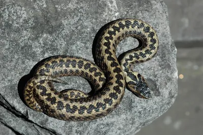 Daily Mail: учеными из Австралии открыт новый вид ядовитых змей Demansia  Cyanochasma