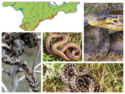Минприроды сообщило о новом виде ядовитых змей на Кавказе | Ветеринария и  жизнь