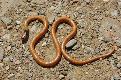 Oxu.az - В честь Харрисона Форда назвали новый вид змей - ФОТО